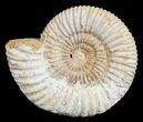 Inch Perisphinctes Ammonite - Jurassic #3649-1